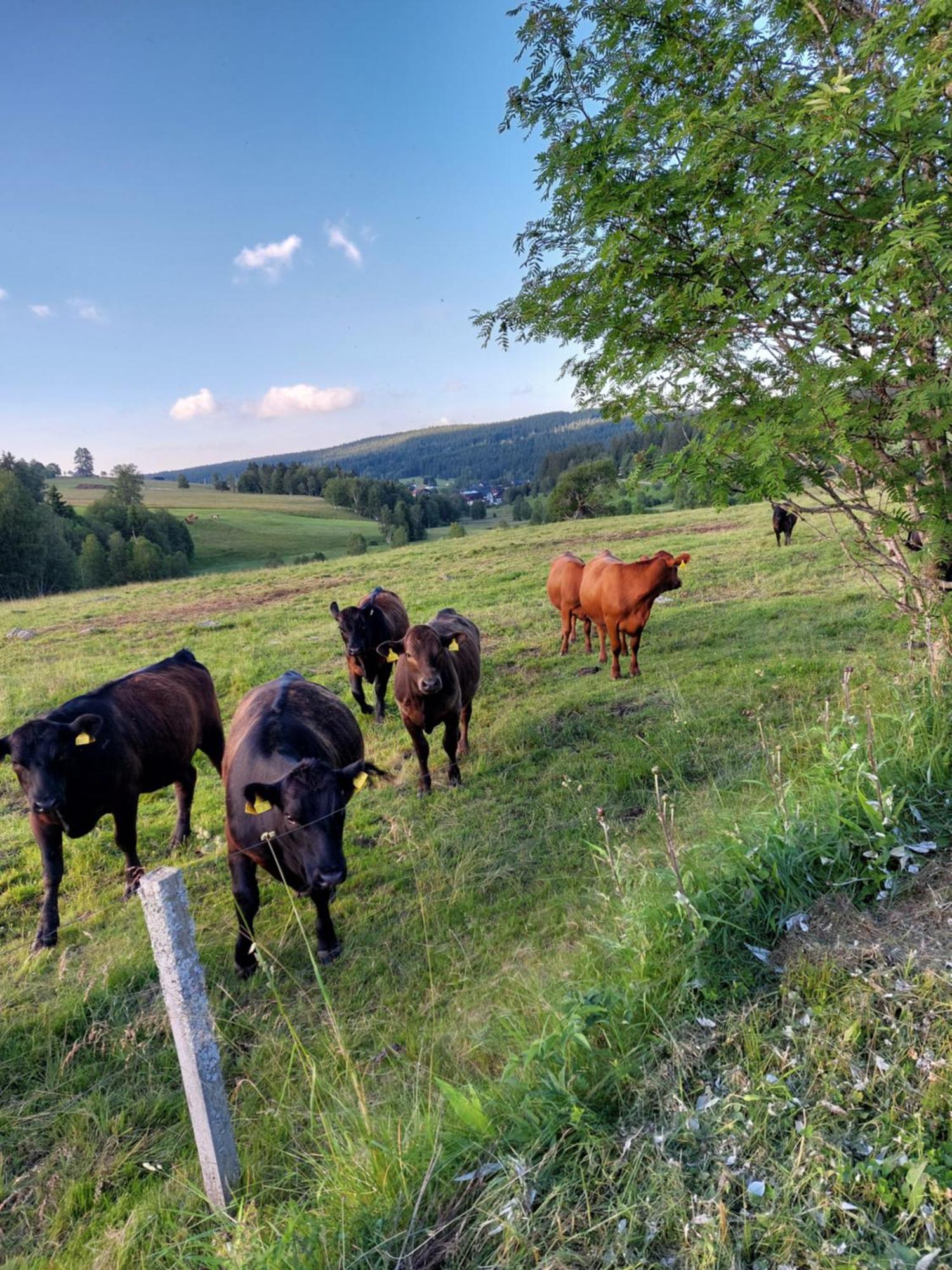 Wellness Chata Rosnatka Kvilda Buitenkant foto